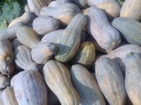 湛江市雷城镇金韩密本南瓜0.5-0.6元/斤