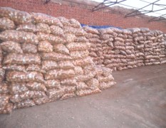 盛丰薯业种植基地荷兰十五0.82-0.85元/斤