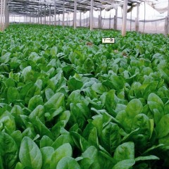 济宁市鸡黍镇单楼大叶菠菜