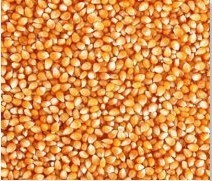 奇源养殖场采购玉米棉粕小麦大豆碎米鱼粉等饲料原料