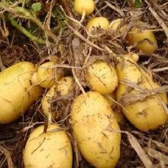 辽阳市刘二堡镇荷兰七号土豆