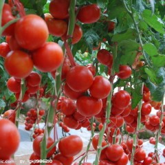 菏泽市黄店镇硬粉西红柿1.5元/斤