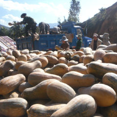 西双版纳尚勇乡：金韩密本南瓜