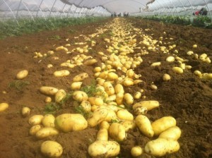 枣庄市龙阳镇龙阳村荷兰十五1.4元/斤