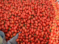 安阳市慈周寨乡柿园樱桃西红柿2.6元/斤