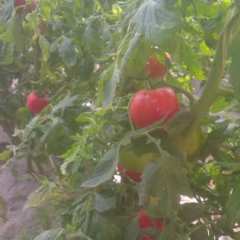 济南市太平镇哈巴沟村欧瑞西红柿