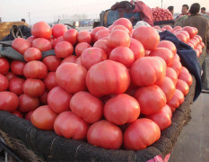 临沂费县薛庄镇硬粉西红柿上市了！