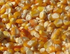 天惠奶牛厂求购玉米小麦大豆高粱等饲料原料