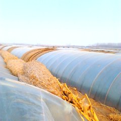 开封市庄头乡栗林村平韭6号韭菜0.2/0.3元/斤