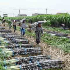 南宁市石塘镇黑皮甘蔗0.4元/斤