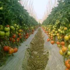 泉州市西宾南湖村金师王西红柿0.6元/斤