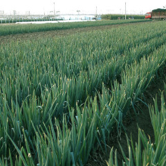 菏泽市马岭岗镇南周庄长白大葱0.8元/斤