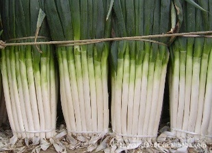 潍坊市黄旗堡镇铁杆大葱0.6-1元/斤