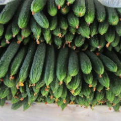 临沂市李官镇德瑞特721黄瓜2.5元/斤