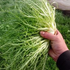 潍坊市何官镇代店村苦菊0.6.9元/斤