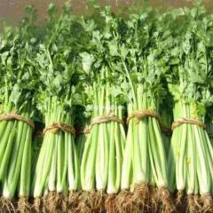 临沂市胡头镇湖头村玻璃翠0.60元/斤