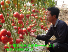 临沂市胡阳硬粉HL218西红柿2.1元/斤
