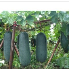 儋州市木棠镇子弹头黑皮冬瓜