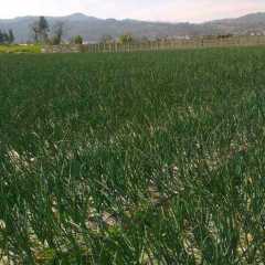 玉溪市大营街镇向师供应红皮洋葱今天1.5元/斤