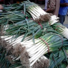 菏泽周东进供应长白大葱今天0.8元/斤