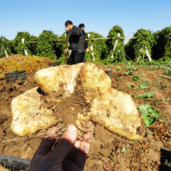 潍坊市常年收购和销售富硒灵芝山药！