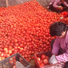 临沂市薛庄镇高占峰供应粉迪尼217