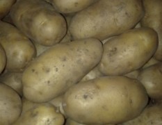 胡龙喜：齐齐哈尔荷兰七号土豆11月上市