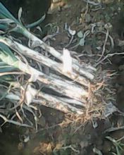 潍坊市刘龙龙：日本铁杆大葱大棚葱（钢葱）上市