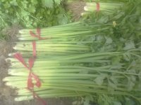 商丘市城北五公里金冶供应香芹今天0.7元/斤