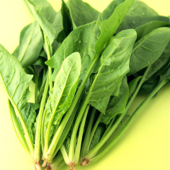 济宁市鸡黍镇李鹏供应绿神今天0.4元/斤