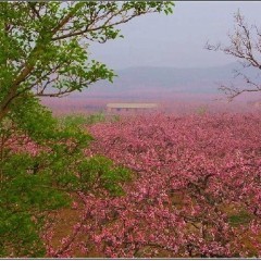 保定市河口乡王立蛟供应供应上乘毛桃