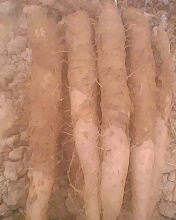 德州市赵官邵先生供应白芋长山药今天1.8元/斤