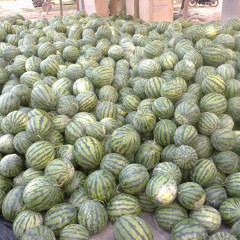 德宏傣族景颇族自治州平原镇黄金生供应地雷瓜