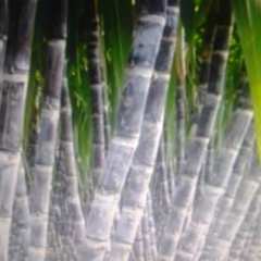 南宁市横县宁建运供应黑皮甘蔗