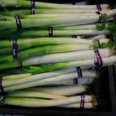 潍坊市凌河镇徐先生供应长白大葱今天0.75元/斤