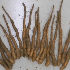 菏泽市营里镇铁棍山药1.8元/斤