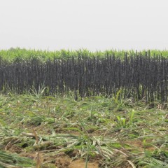 南宁市校椅镇黑皮甘蔗0.3元/斤