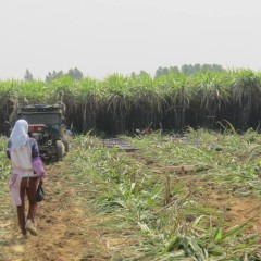 南宁市李长：黑皮果蔗甘蔗