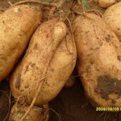 供应山东红薯，来福，红香蕉，