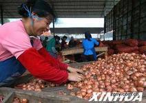 长春市农安县供红皮鬼子葱