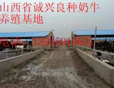 忻州市经济开发区贺晓龙供应黑白花奶牛今天9元/斤