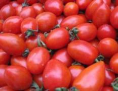 聊城市燕店蔬菜基供应樱桃西红柿今天3.5元左右