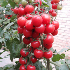 济南市山东省内农刘金山供应粉格格