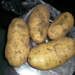 呼伦贝尔市马超供应荷兰七号今天0.75元/斤