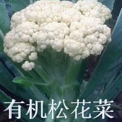 徐州市河口镇张李刘先生供应白面青梗松花菜