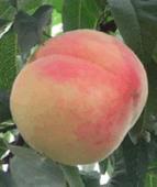 渭南市王村镇荆江宁供应三秦雪晶