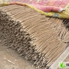 保定市韦各庄马来发供应紫山药