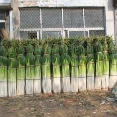 青岛市张戈庄镇宋陈明国供应铁杆大葱