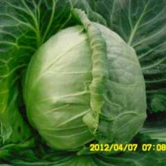 徐州市河口镇驻地郑雷供应甘蓝