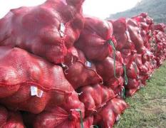 凉山彝族自治州西宁供应红皮洋葱今天0.9元/斤